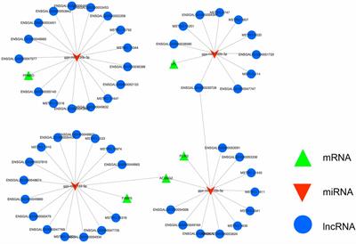 Differentially Expressed lncRNAs Related to the Development of Abdominal Fat in Gushi Chickens and Their Interaction Regulatory Network